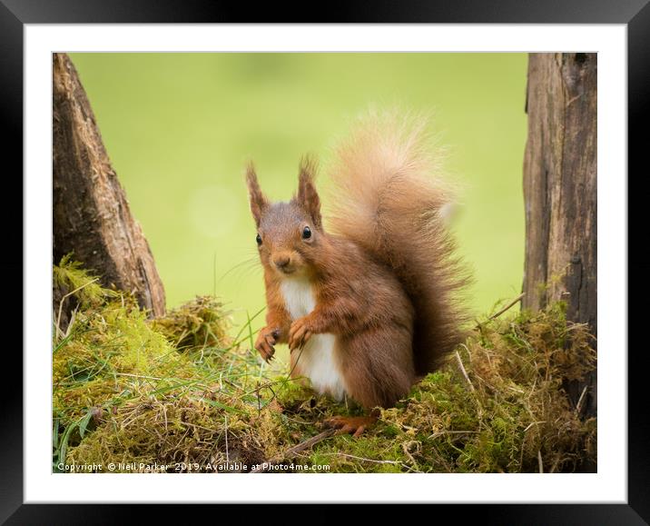 Bright eyed and Bushy tailed Framed Mounted Print by Neil Parker