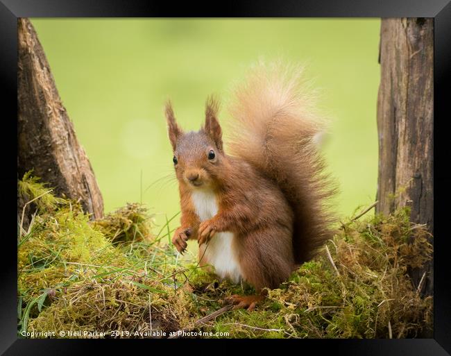 Bright eyed and Bushy tailed Framed Print by Neil Parker