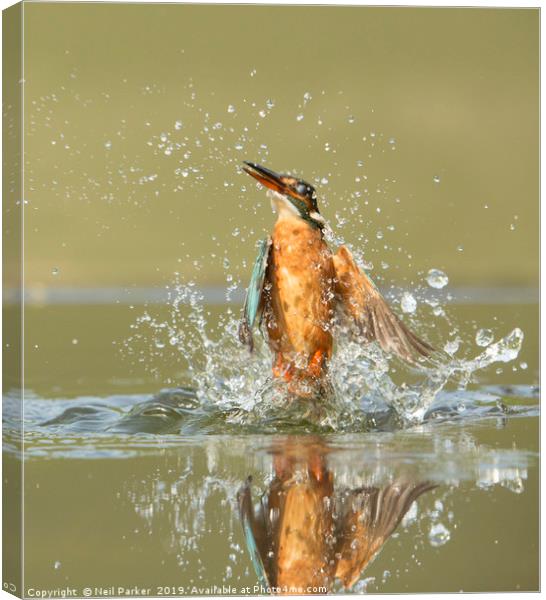 Kingfisher Lift Off Canvas Print by Neil Parker