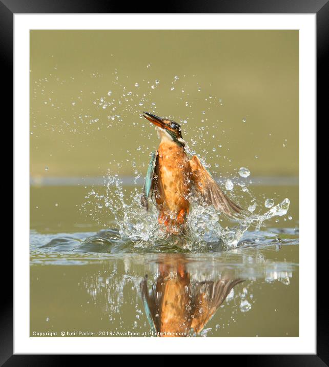 Kingfisher Lift Off Framed Mounted Print by Neil Parker