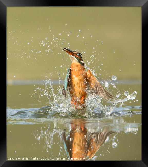 Kingfisher Lift Off Framed Print by Neil Parker