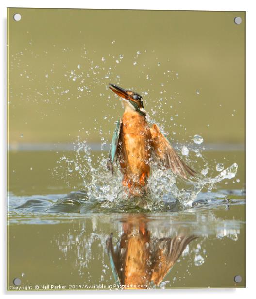 Kingfisher Lift Off Acrylic by Neil Parker