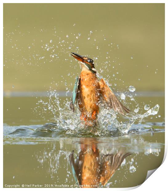 Kingfisher Lift Off Print by Neil Parker