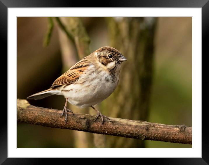 Reed Bunting Framed Mounted Print by Jonathan Thirkell