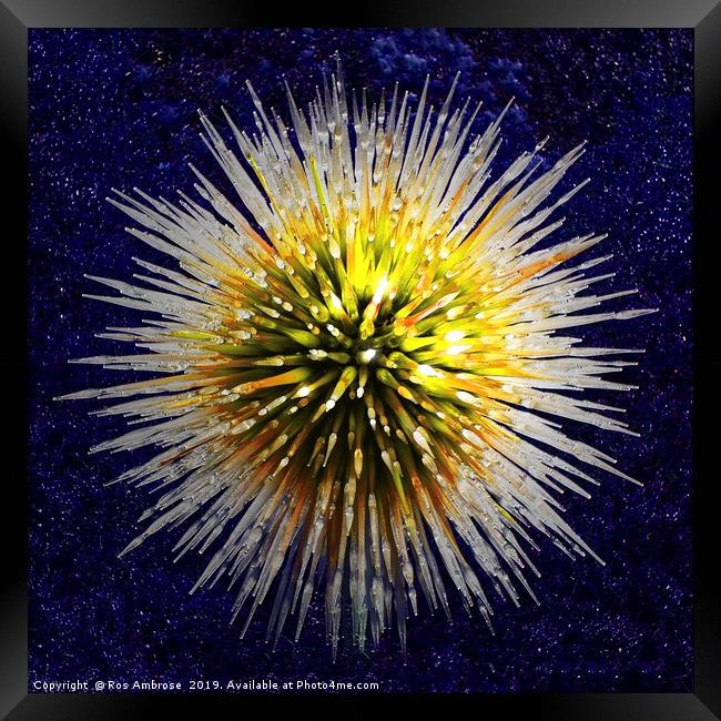 Star Burst Framed Print by Ros Ambrose