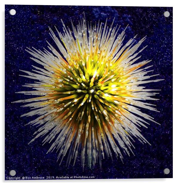 Star Burst Acrylic by Ros Ambrose