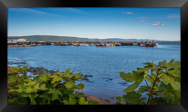Digby Fishing Boats, Nova Scotia, Canada Framed Print by Mark Llewellyn