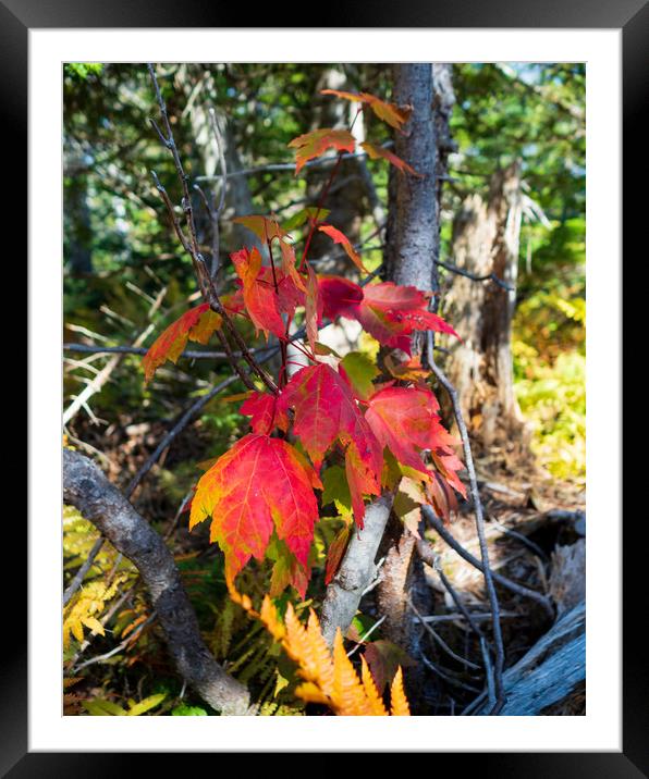 Fall Color Framed Mounted Print by Mark Llewellyn