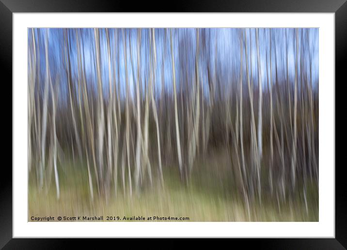 Birch Trees ICM Framed Mounted Print by Scott K Marshall