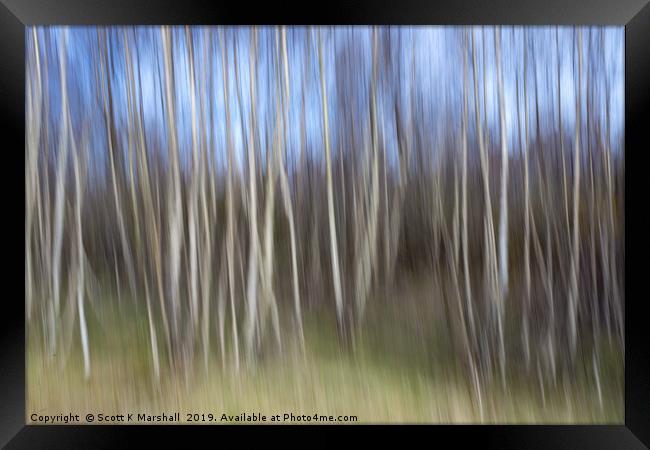 Birch Trees ICM Framed Print by Scott K Marshall