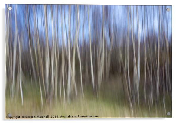 Birch Trees ICM Acrylic by Scott K Marshall
