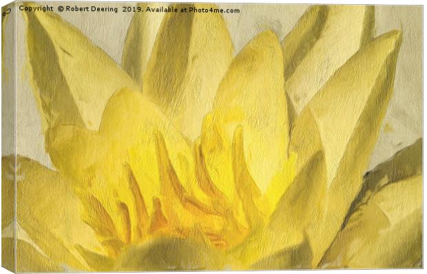 Yellow water lily Canvas Print by Robert Deering