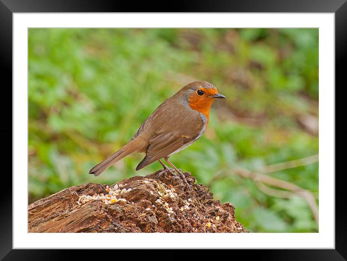 Robin Redbreast Framed Mounted Print by Chris Thaxter