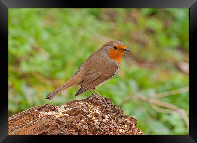 Robin Redbreast Framed Print by Chris Thaxter