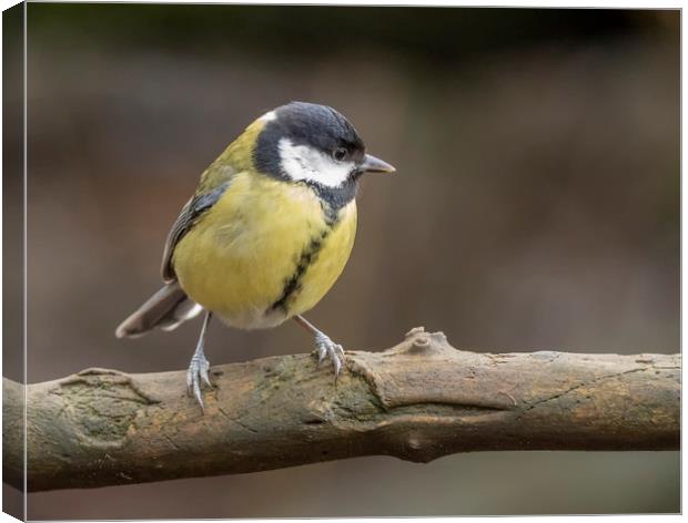 Great Tit Canvas Print by Jonathan Thirkell