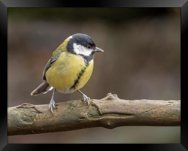 Great Tit Framed Print by Jonathan Thirkell