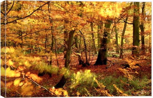 Sunlit autumn Woodland Canvas Print by Simon Johnson