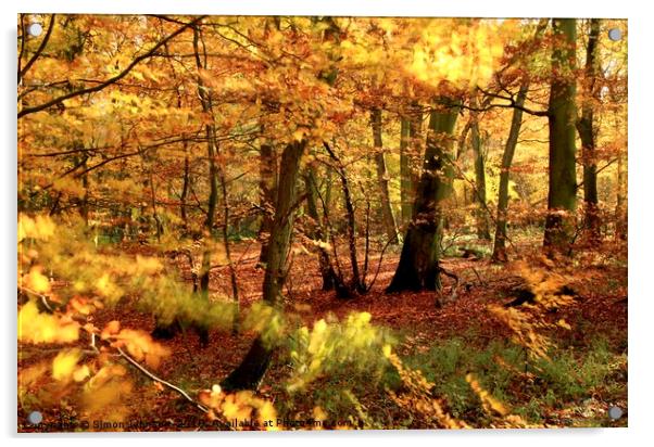 Sunlit autumn Woodland Acrylic by Simon Johnson