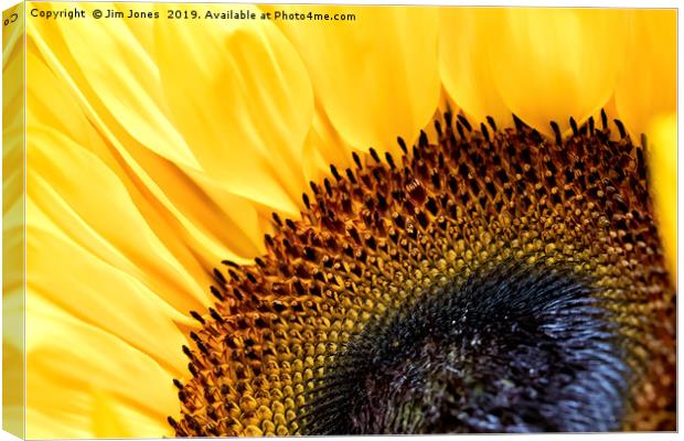 Sunflower Canvas Print by Jim Jones