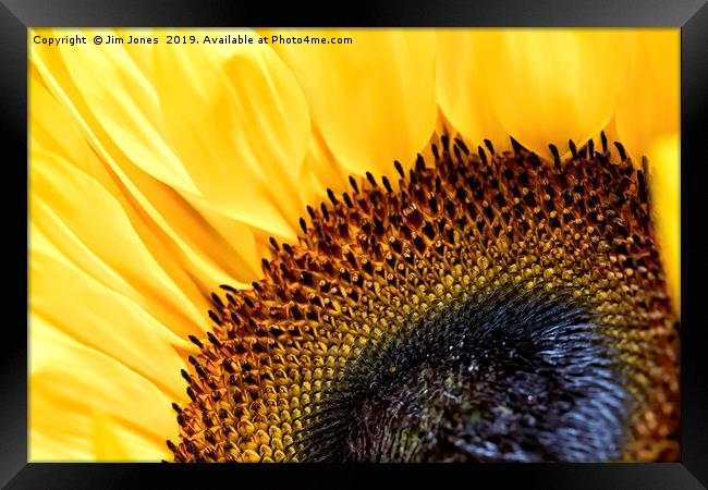 Sunflower Framed Print by Jim Jones