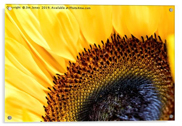 Sunflower Acrylic by Jim Jones