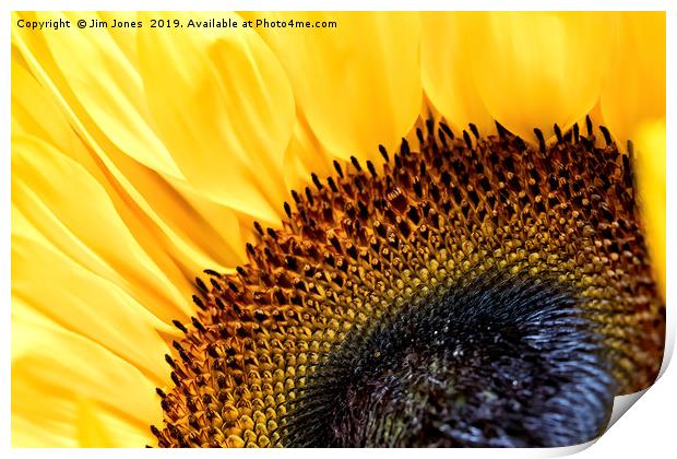 Sunflower Print by Jim Jones
