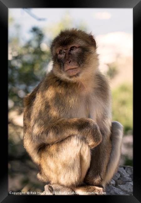 Barbary Macaque Framed Print by Rob Hawkins