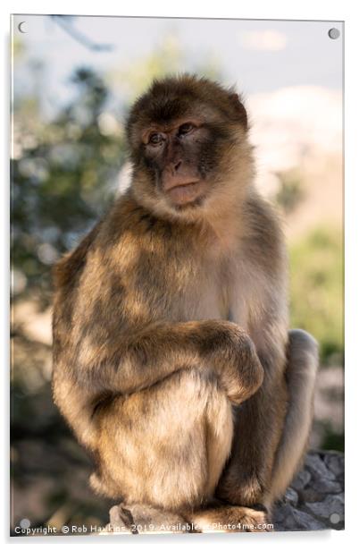 Barbary Macaque Acrylic by Rob Hawkins
