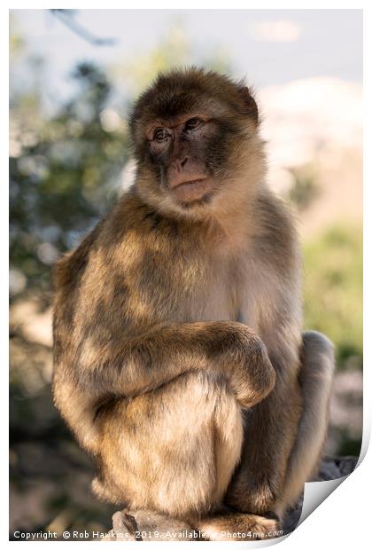 Barbary Macaque Print by Rob Hawkins