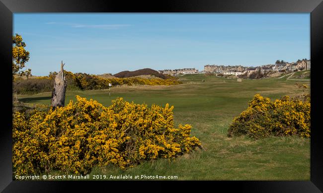 Lossiemouth Moray Golf Course Gorse Framed Print by Scott K Marshall