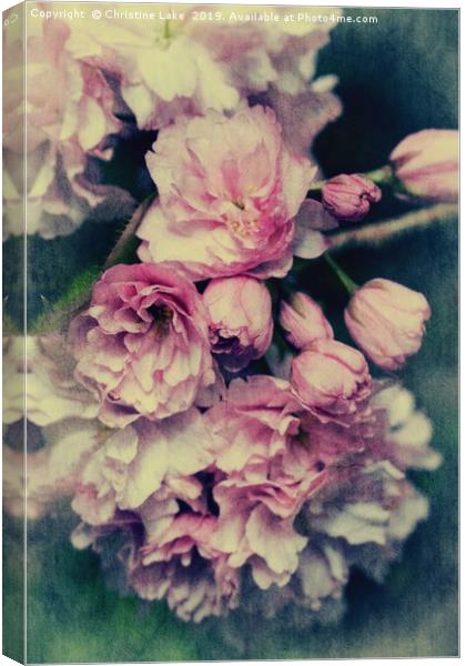 Vintage Blossom Canvas Print by Christine Lake