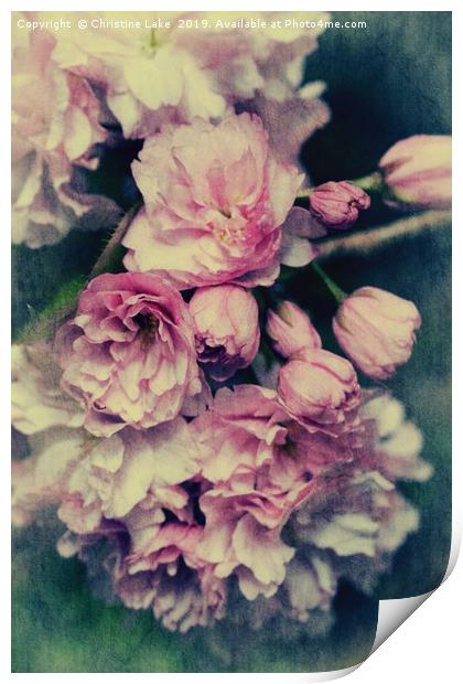 Vintage Blossom Print by Christine Lake