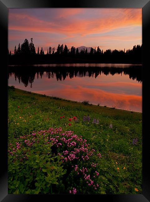 Mountain Heather Reflections Framed Print by Mike Dawson