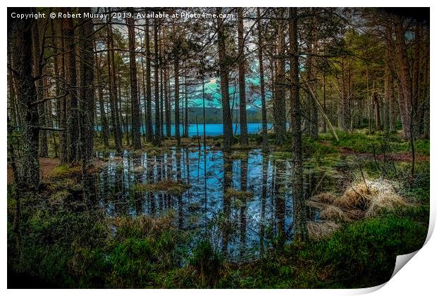 Woodland reflections Print by Robert Murray