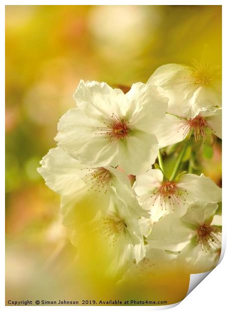 Sunlit blossom Print by Simon Johnson