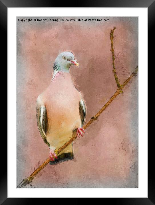 Wood Pigeon on Branch Framed Mounted Print by Robert Deering