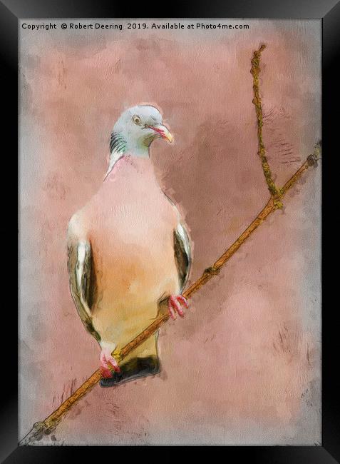 Wood Pigeon on Branch Framed Print by Robert Deering