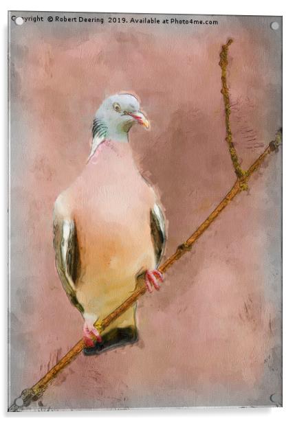 Wood Pigeon on Branch Acrylic by Robert Deering