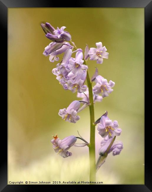 Bluebell Flower Framed Print by Simon Johnson