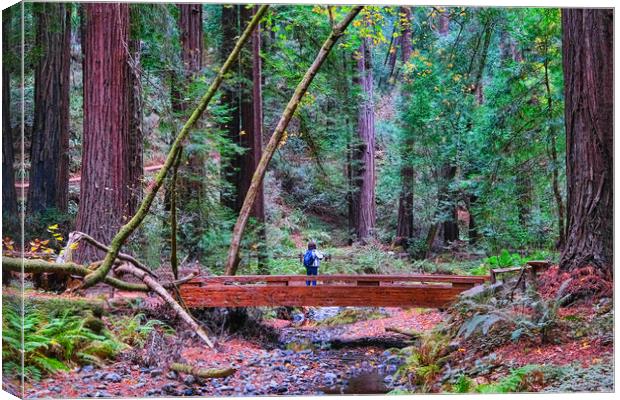 Hiker in Redwood Forest Canvas Print by Darryl Brooks