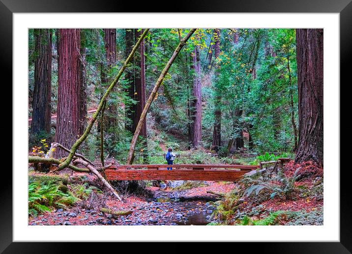Hiker in Redwood Forest Framed Mounted Print by Darryl Brooks