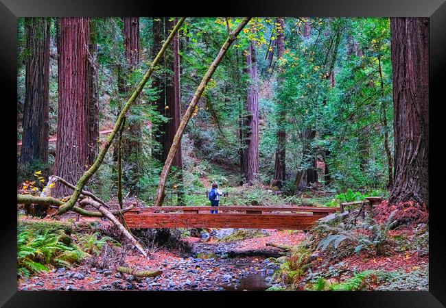 Hiker in Redwood Forest Framed Print by Darryl Brooks