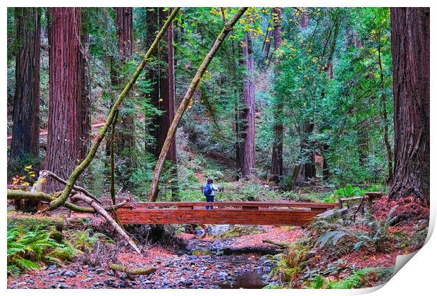Hiker in Redwood Forest Print by Darryl Brooks