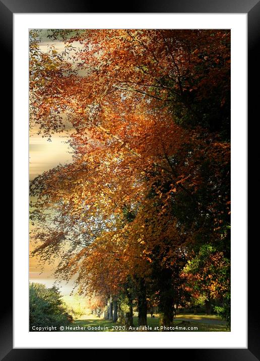 Golden Days Framed Mounted Print by Heather Goodwin
