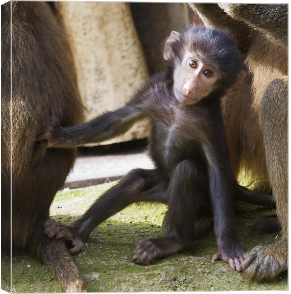 Adorable Baby Baboon Canvas Print by Mike Gorton