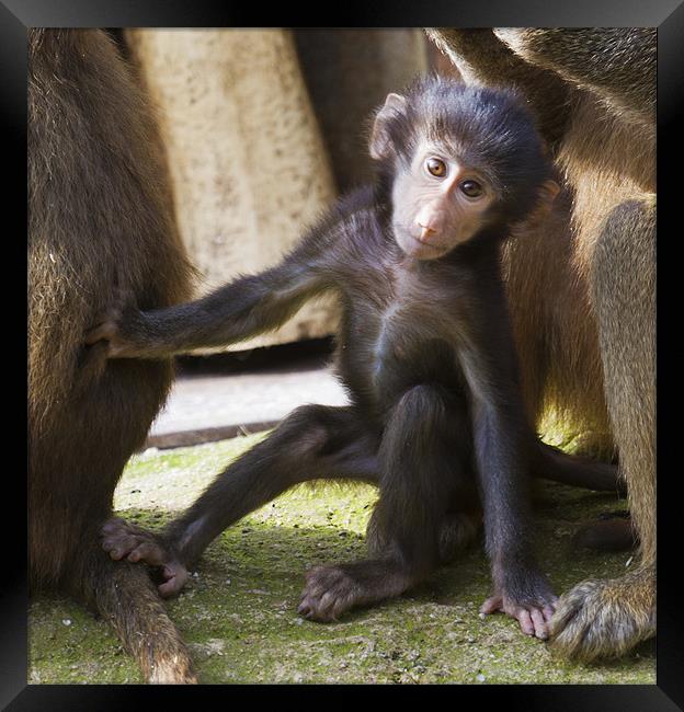 Adorable Baby Baboon Framed Print by Mike Gorton