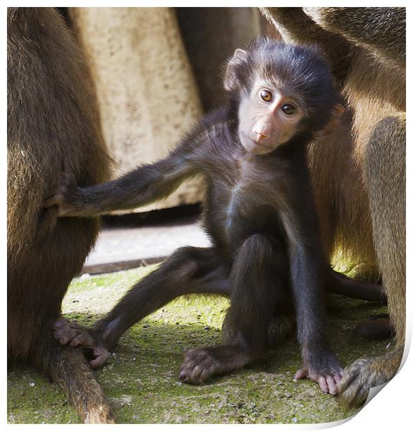 Adorable Baby Baboon Print by Mike Gorton
