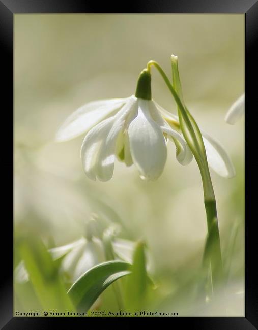 Spring snowdrop Framed Print by Simon Johnson