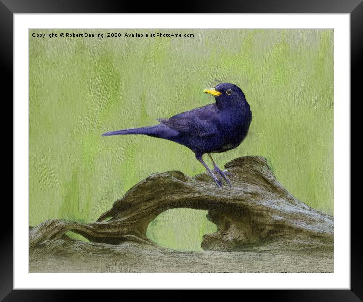 Blackbird on log Framed Mounted Print by Robert Deering