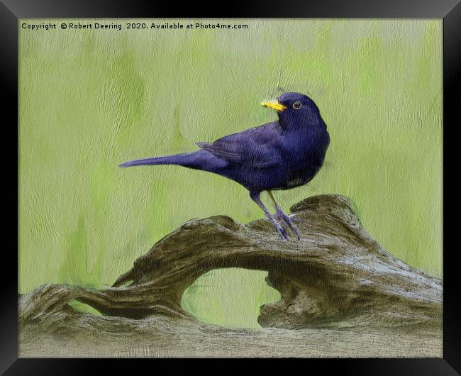 Blackbird on log Framed Print by Robert Deering